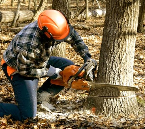 Tree Removal in Troy, IL